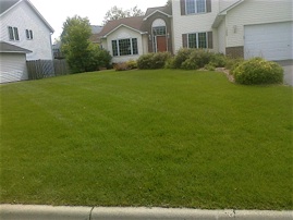 Lawn Fertilization AFTER lawn care fertilization service after