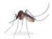 Mosquito control and treatment plan